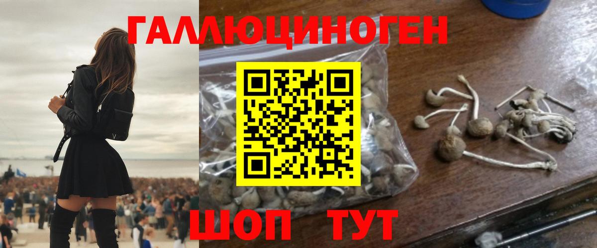 Псилоцибиновые грибы Psilocybine cubensis Муром